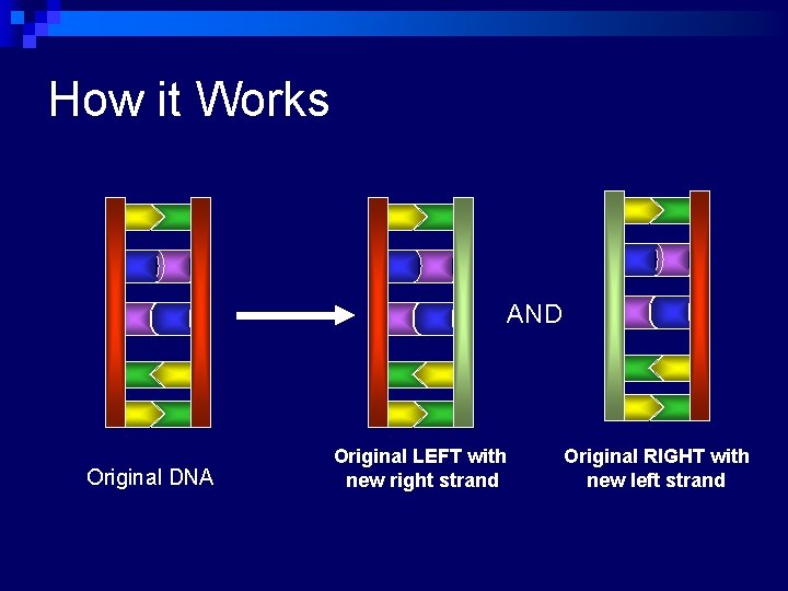 How it Works AND Original DNA Original LEFT with new right strand Original RIGHT