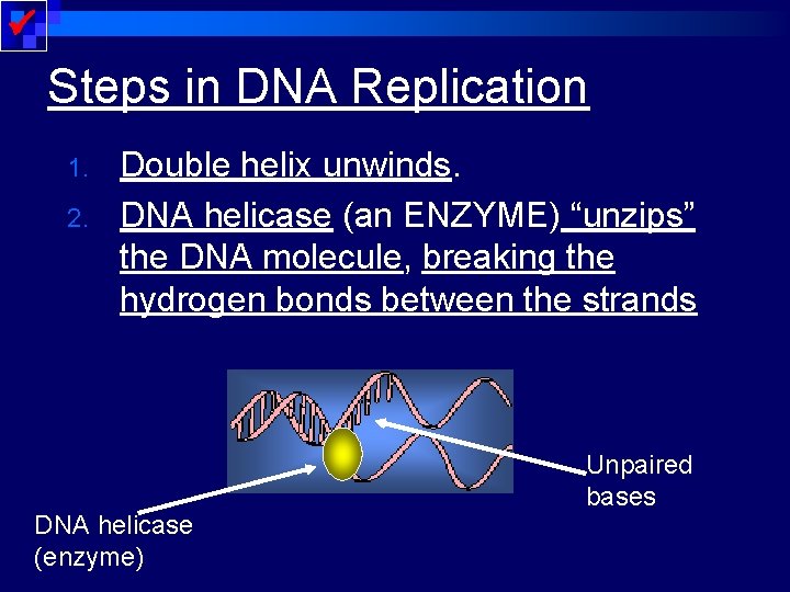  Steps in DNA Replication 1. 2. Double helix unwinds. DNA helicase (an ENZYME)