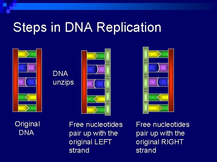 Steps in DNA Replication DNA unzips Original DNA Free nucleotides pair up with the