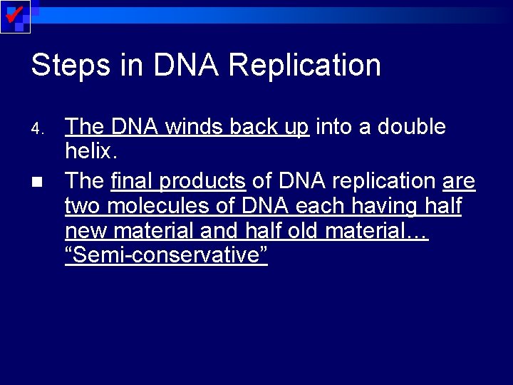  Steps in DNA Replication 4. n The DNA winds back up into a