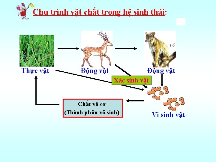 Chu trình vật chất trong hệ sinh thái: Thực vật Động vật Xác sinh