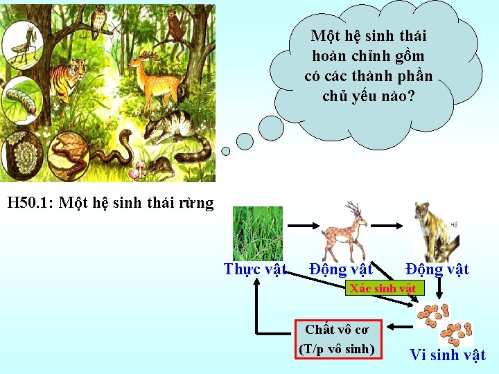 Một hệ sinh thái hoàn chỉnh gồm có các thành phần chủ yếu nào?