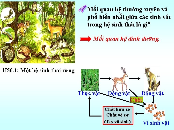 Mối quan hệ thường xuyên và phổ biến nhất giữa các sinh vật trong