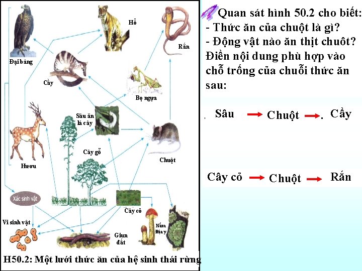 Hổ Rắn Đại bàng Cầy Quan sát hình 50. 2 cho biết: - Thức