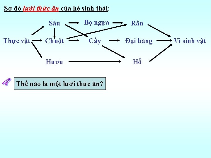 Sơ đồ lưới thức ăn của hệ sinh thái: Thực vật Sâu Bọ ngựa