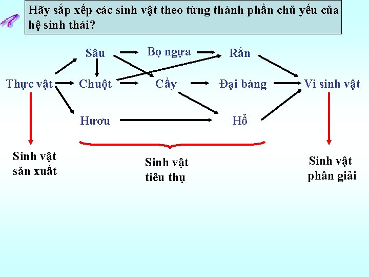 Hãy sắp xếp các sinh vật theo từng thành phần chủ yếu của hệ