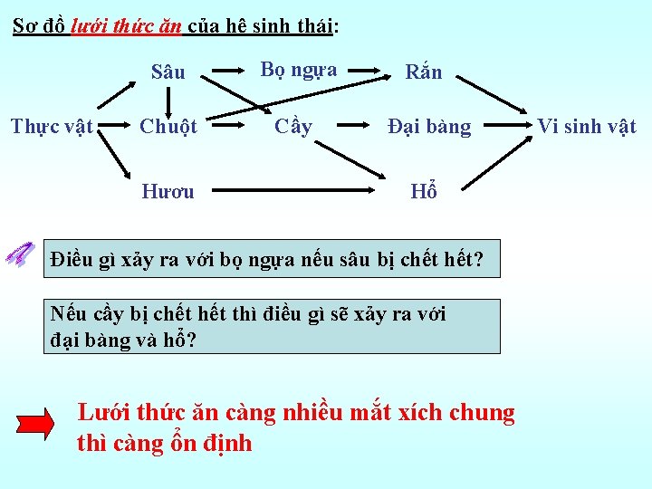 Sơ đồ lưới thức ăn của hệ sinh thái: Thực vật Sâu Bọ ngựa