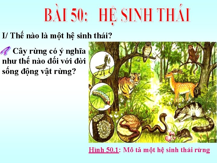 I/ Thế nào là một hệ sinh thái? Cây rừng có ý nghĩa như