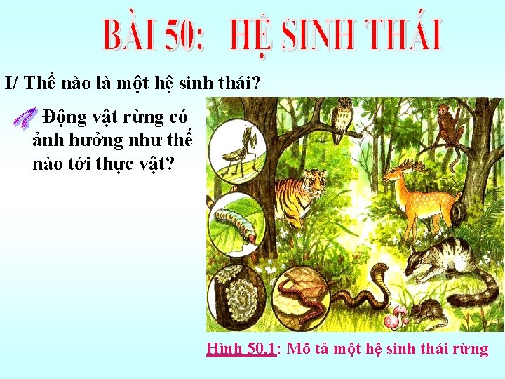 I/ Thế nào là một hệ sinh thái? Động vật rừng có ảnh hưởng