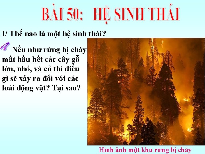 I/ Thế nào là một hệ sinh thái? Nếu như rừng bị cháy mất