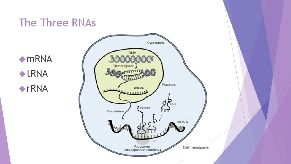 3 Rna Protein Synthesis Transcription The goal of transcription is