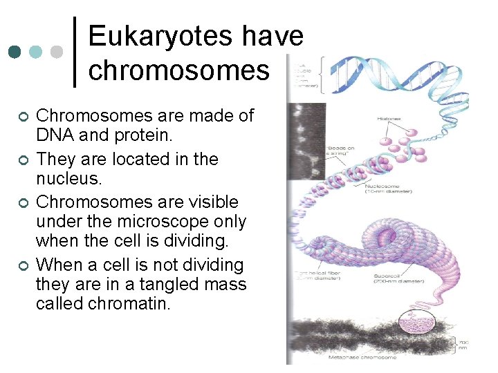 Eukaryotes have chromosomes ¢ ¢ Chromosomes are made of DNA and protein. They are Eukaryotes have chromosomes ¢ ¢ Chromosomes are made of DNA and protein. They are
