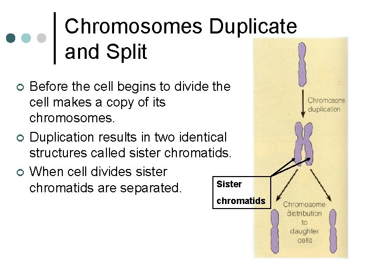 Chromosomes Duplicate and Split ¢ ¢ ¢ Before the cell begins to divide the Chromosomes Duplicate and Split ¢ ¢ ¢ Before the cell begins to divide the
