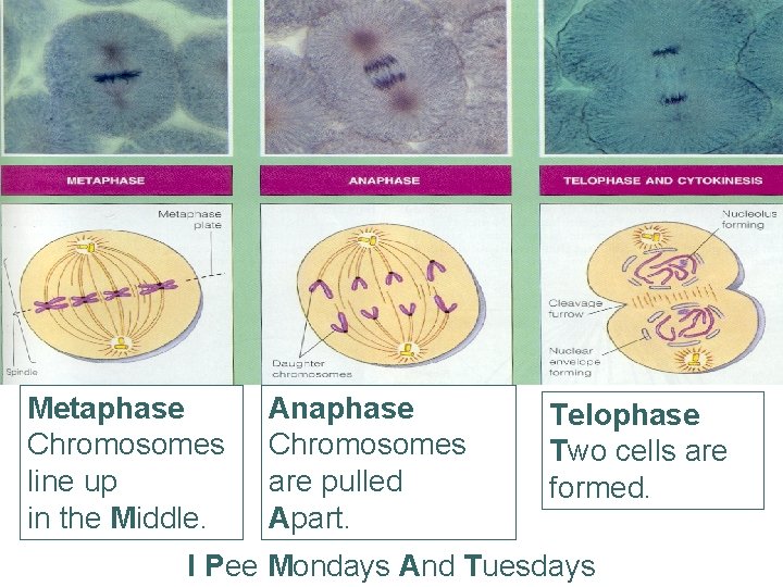 Metaphase Chromosomes line up in the Middle. Anaphase Chromosomes are pulled Apart. Telophase Two Metaphase Chromosomes line up in the Middle. Anaphase Chromosomes are pulled Apart. Telophase Two