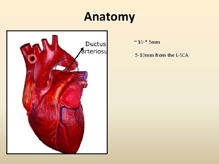 Anatomy ~ 10 * 5 mm 5 -10 mm from the L-SCA 