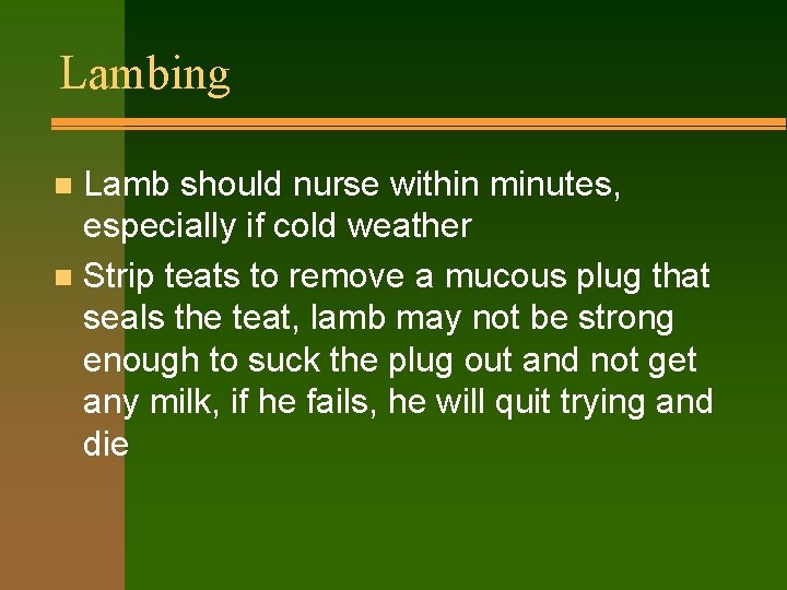 Lambing Lamb should nurse within minutes, especially if cold weather n Strip teats to