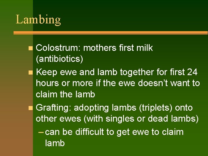 Lambing Colostrum: mothers first milk (antibiotics) n Keep ewe and lamb together for first