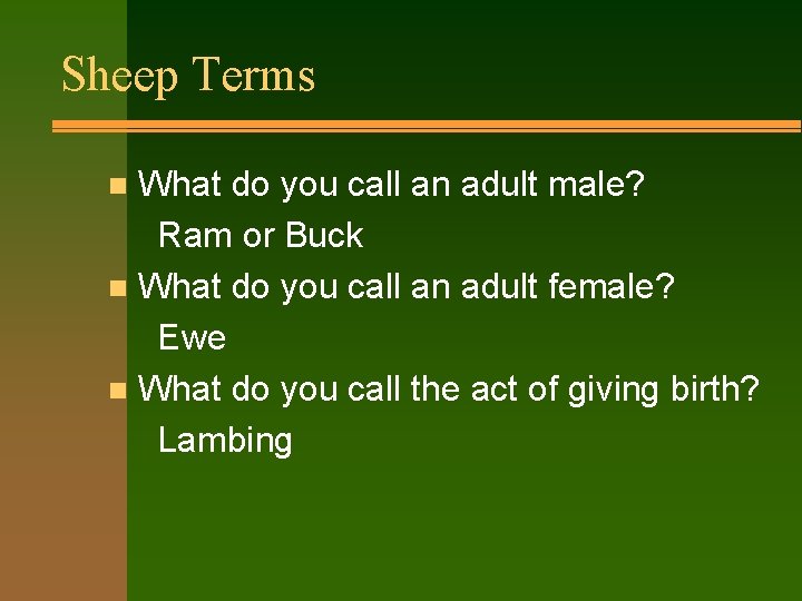 Sheep Terms What do you call an adult male? Ram or Buck n What