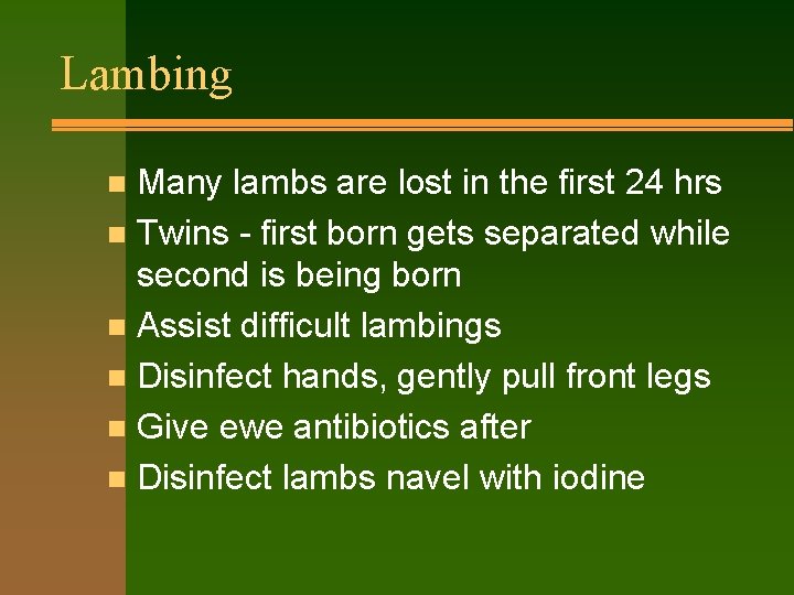 Lambing Many lambs are lost in the first 24 hrs n Twins - first