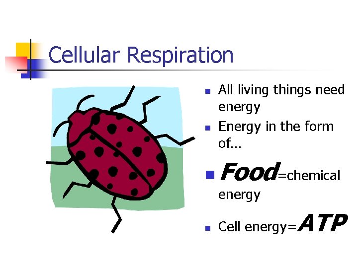 Cellular Respiration n All living things need energy