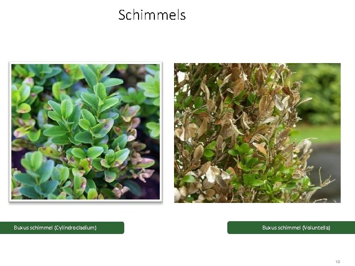Schimmels Buxus schimmel (Cylindrocladium) Buxus schimmel (Voluntella) 10 