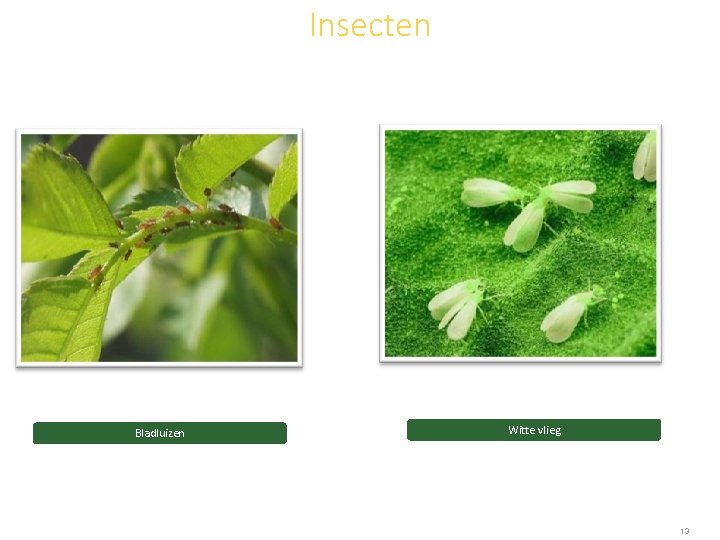 Insecten Bladluizen Witte vlieg 13 