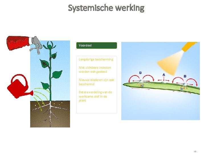 Systemische werking Voordeel Langdurige bescherming Niet zichtbare insecten worden ook gedood Nieuwe bladeren zijn