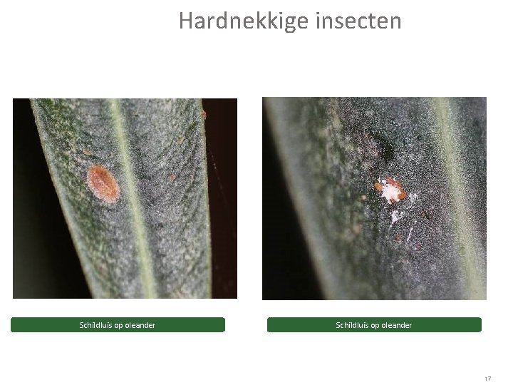 Hardnekkige insecten Schildluis op oleander 17 