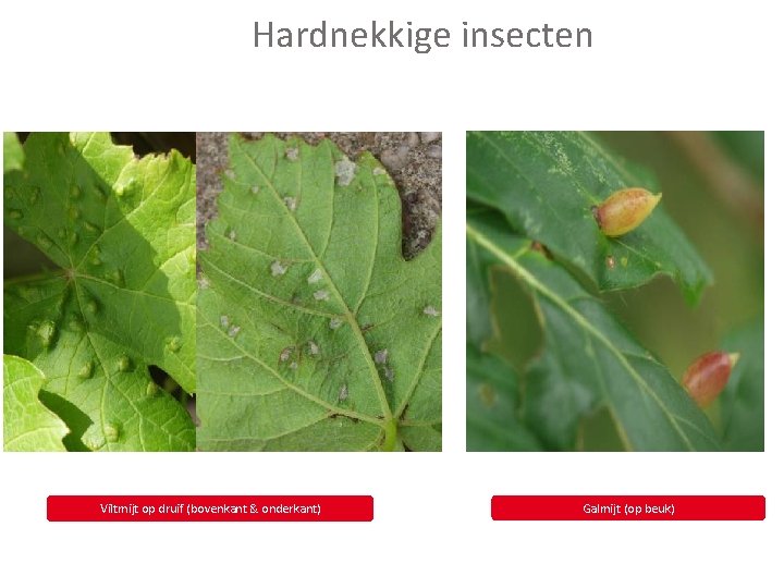 Hardnekkige insecten Viltmijt op druif (bovenkant & onderkant) Galmijt (op beuk) 