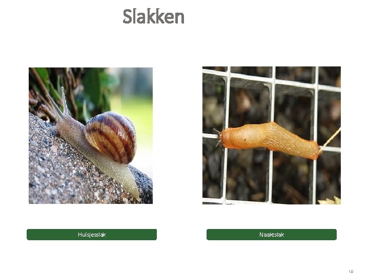 Slakken Huisjesslak Naaktslak 19 