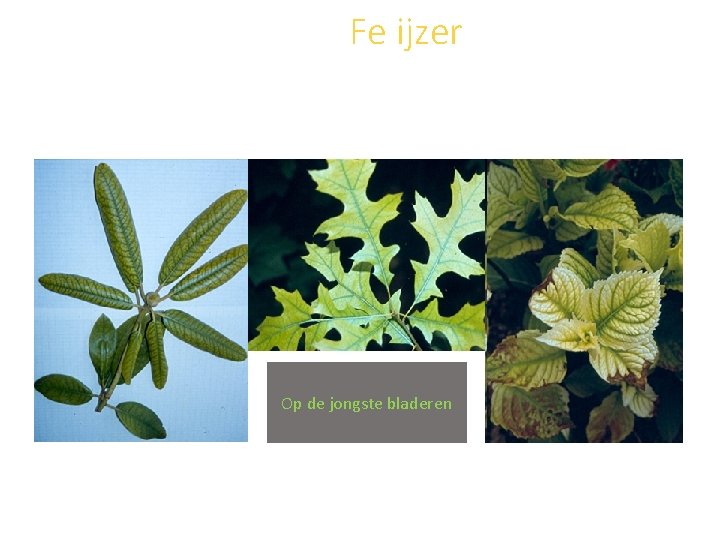 Fe ijzer Op de jongste bladeren 