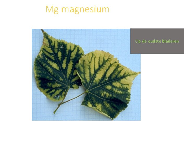 Mg magnesium Op de oudste bladeren 