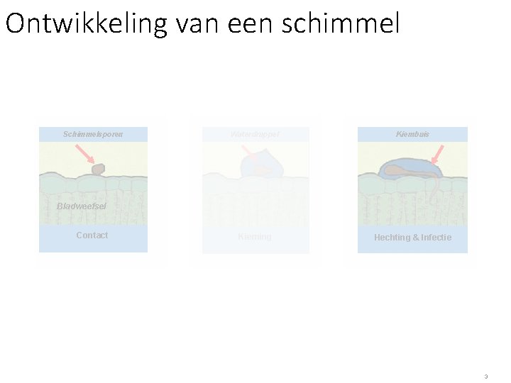 Ontwikkeling van een schimmel Schimmelsporen Waterdruppel Kiembuis Kieming Hechting & Infectie Bladweefsel Contact 3