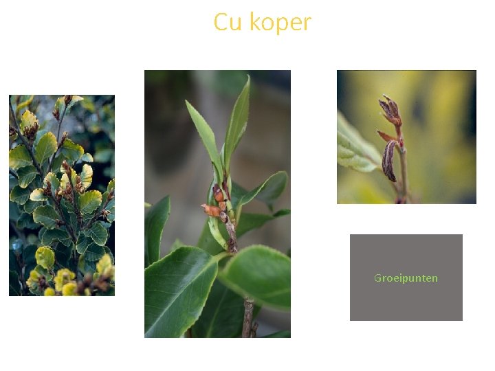 Cu koper Groeipunten 