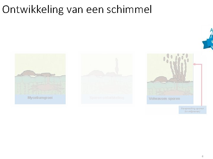 Ontwikkeling van een schimmel Myceliumgroei Sporen ontwikkeling Volwassen sporen Verspreiding sporen (in miljoenen) 5