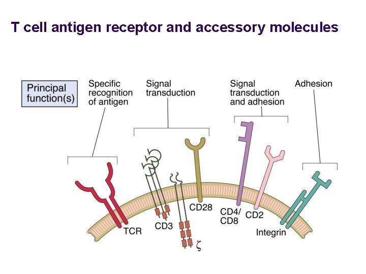 T cell antigen receptor and accessory molecules 