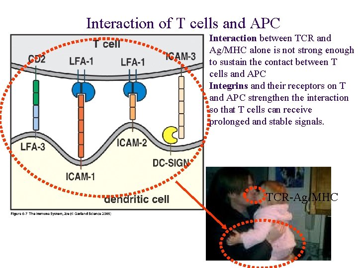 Interaction of T cells and APC Interaction between TCR and Ag/MHC alone is not