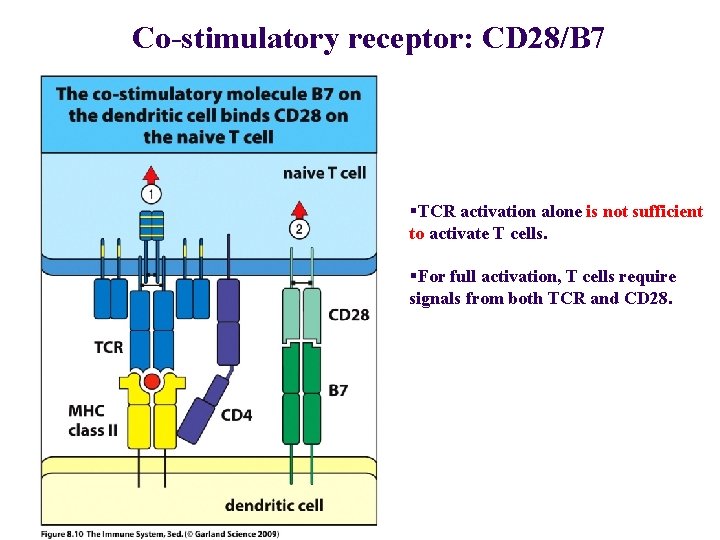 Co-stimulatory receptor: CD 28/B 7 §TCR activation alone is not sufficient to activate T