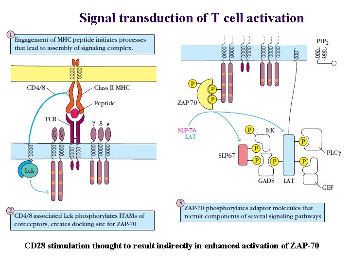 Signal transduction of T cell activation CD 28 stimulation thought to result indirectly in