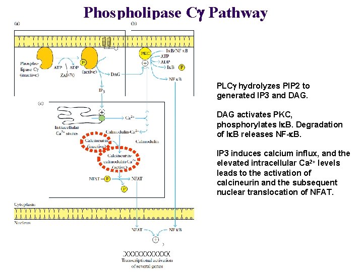 Phospholipase Cg Pathway PLCg hydrolyzes PIP 2 to generated IP 3 and DAG activates