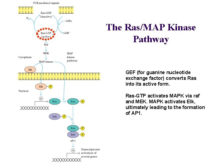 The Ras/MAP Kinase Pathway GEF (for guanine nucleotide exchange factor) converts Ras into its
