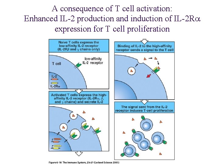 A consequence of T cell activation: Enhanced IL-2 production and induction of IL-2 Ra