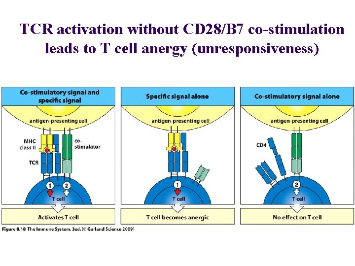 TCR activation without CD 28/B 7 co-stimulation leads to T cell anergy (unresponsiveness) 
