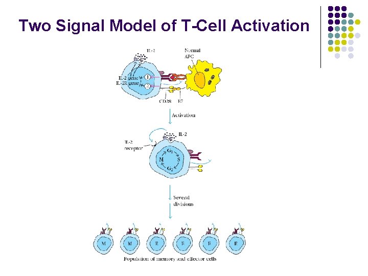 Two Signal Model of T-Cell Activation 