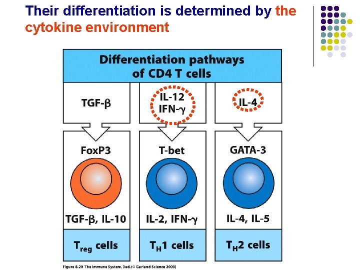 Their differentiation is determined by the cytokine environment 