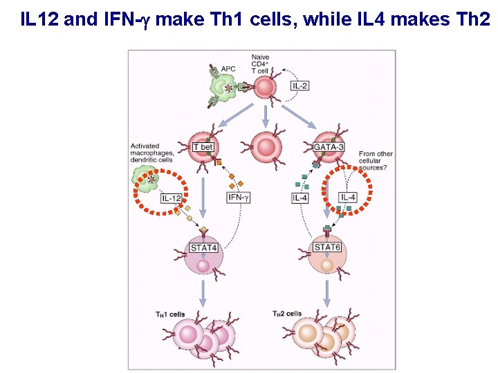 IL 12 and IFN-g make Th 1 cells, while IL 4 makes Th 2