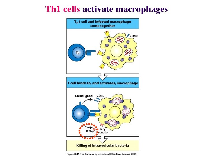 Th 1 cells activate macrophages 