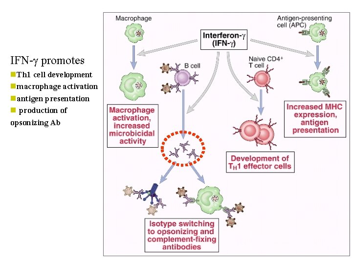 IFN-g promotes n. Th 1 cell development nmacrophage activation nantigen presentation n production of