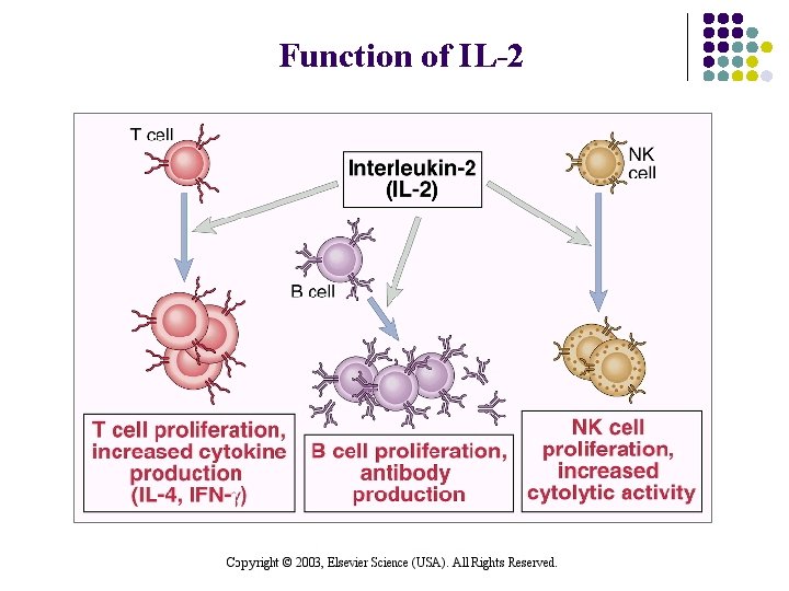 Function of IL-2 
