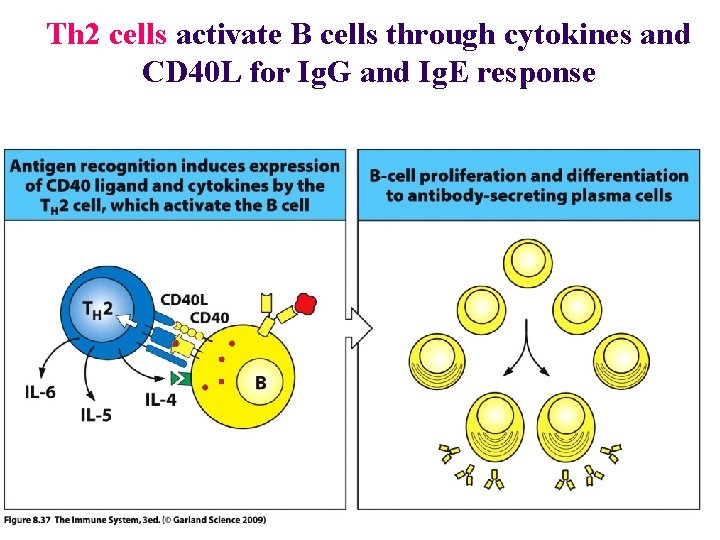 Th 2 cells activate B cells through cytokines and Figure 6 -36 for Ig.